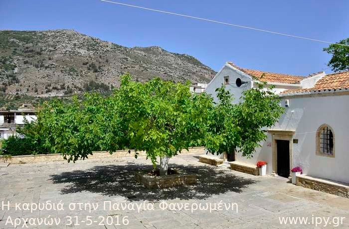 44-Η-καρυδιά-στην-Παναγία-Φανερωμένη-Αρχανών-31-5-2016