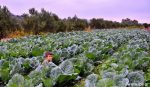 Τι σημαίνει η λέξη Λαχανιάζω;
