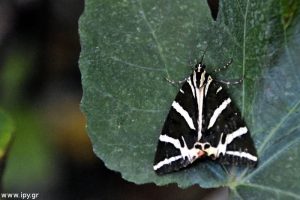Δείτε και διαβάστε για τις πεταλούδες της Πάρου!