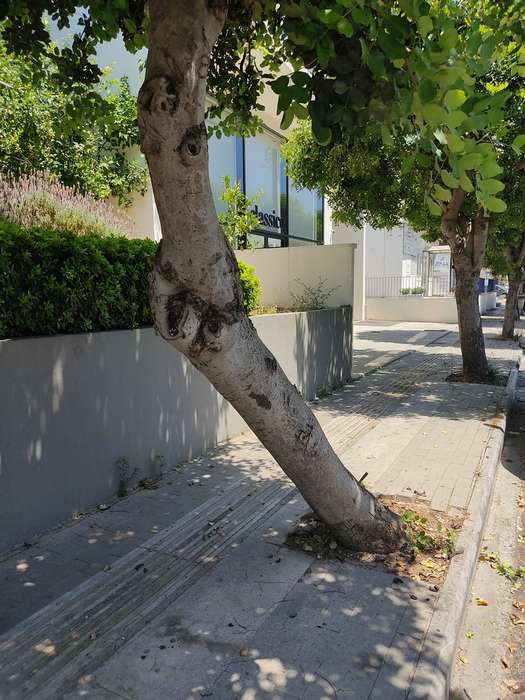 Δέντρο-σε-πεζοδρόμιο-της-Λεωφόρου-Κνωσού