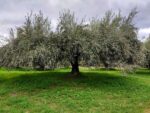 how-they-pick-the-olives-in-the-old-days