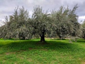 Πως μαζεύαμε τις ελιές λίγο παλιότερα