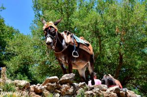 Τα παραγγέλματα στον γάιδαρο