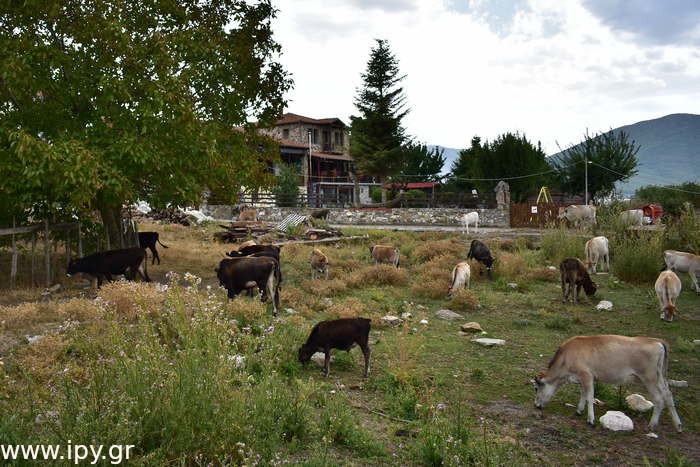 Το-νησάκι-του-Αγίου-Αχιλλείου-1