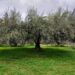how-they-pick-the-olives-in-the-old-days