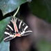 Panaxia-quadripunctaria-ρoda