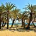 The world's largest forest of Phoenix theophrastii