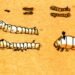 Silkworm silk