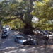 The plane tree in the village of Krasi